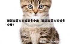 缅因猫最大能长到多少米（缅因猫最大能长多少斤）