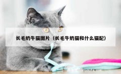 长毛奶牛猫图片（长毛牛奶猫和什么猫配）