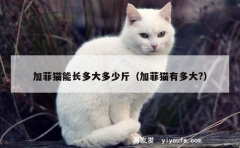 加菲猫能长多大多少斤（加菲猫有多大?）