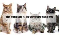 拿破仑矮脚猫黑色（拿破仑矮脚猫怎么看品相）