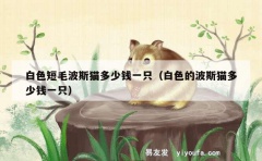 白色短毛波斯猫多少钱一只（白色的波斯猫多少钱一只）