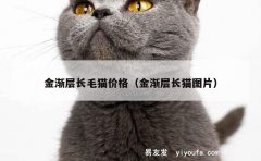 金渐层长毛猫价格（金渐层长猫图片）