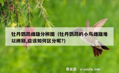 牡丹鹦鹉雌雄分辨图（牡丹鹦鹉的小鸟雌雄难以辨别,应该如何区分