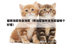 猫银渐层和金渐层（银渐层猫和金渐层猫哪个好看）