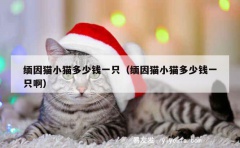 缅因猫小猫多少钱一只（缅因猫小猫多少钱一只啊）