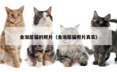 金渐层猫的照片（金渐层猫照片真实）