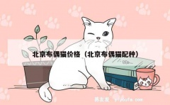 北京布偶猫价格（北京布偶猫配种）