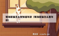 银渐层猫怎么样知道年龄（银渐层猫怎么看年龄）