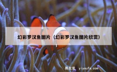 幻彩罗汉鱼图片（幻彩罗汉鱼图片欣赏）