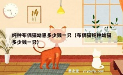 纯种布偶猫幼崽多少钱一只（布偶猫纯种幼猫多少钱一只）