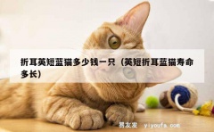 折耳英短蓝猫多少钱一只（英短折耳蓝猫寿命多长）