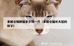 拿破仑矮脚猫多少钱一只（拿破仑猫长大后的样子）