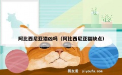 阿比西尼亚猫凶吗（阿比西尼亚猫缺点）