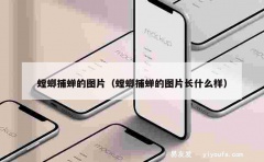 螳螂捕蝉的图片（螳螂捕蝉的图片长什么样）