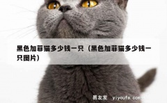 黑色加菲猫多少钱一只（黑色加菲猫多少钱一只图片）