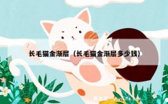 长毛猫金渐层（长毛猫金渐层多少钱）