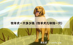 牧羊犬一只多少钱（牧羊犬几块钱一只）