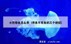 小热带鱼怎么养（养鱼不死鱼的三个绝招）