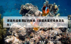 清道夫追着满缸的鱼吸（清道夫喜欢吸鱼怎么办）