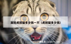 英短虎斑猫多少钱一只（虎斑猫多少钱）