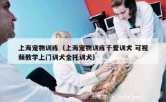 上海宠物训练（上海宠物训练千爱训犬 可视频教学上门训犬全托训