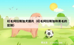 红毛阿拉斯加犬图片（红毛阿拉斯加和黑毛的区别）