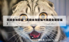 英国金渐层猫（英国金渐层猫与美国金建层猫）