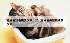 重点色短毛猫多少钱一只（重点色英短能活多少年）