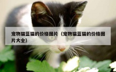 宠物猫蓝猫的价格图片（宠物猫蓝猫的价格图片大全）