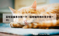 蓝短蓝猫多少钱一只（蓝短猫市场价多少钱一只）