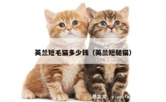 英兰短毛猫多少钱（英兰短腿猫）