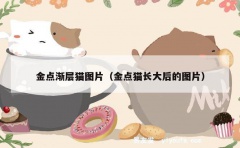 金点渐层猫图片（金点猫长大后的图片）