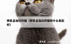 碳色孟加拉豹猫（碳色孟加拉豹猫和什么色配好）