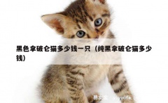 黑色拿破仑猫多少钱一只（纯黑拿破仑猫多少钱）