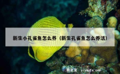 新生小孔雀鱼怎么养（新生孔雀鱼怎么养活）