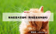 银渐层是大型猫吗（银渐层是宠物猫吗）