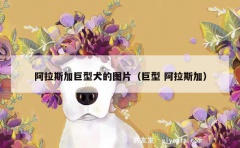 阿拉斯加巨型犬的图片（巨型 阿拉斯加）