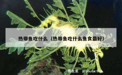 热带鱼吃什么（热带鱼吃什么鱼食最好）