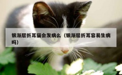 银渐层折耳猫会发病么（银渐层折耳容易生病吗）