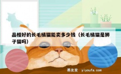 品相好的长毛橘猫能卖多少钱（长毛橘猫是狮子猫吗）