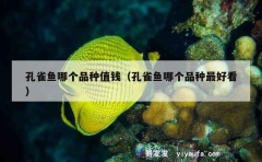 孔雀鱼哪个品种值钱（孔雀鱼哪个品种最好看）