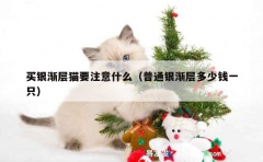 买银渐层猫要注意什么（普通银渐层多少钱一只）