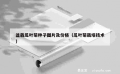 盆栽瓜叶菊种子图片及价格（瓜叶菊栽培技术）