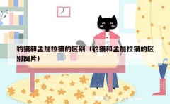 豹猫和孟加拉猫的区别（豹猫和孟加拉猫的区别图片）