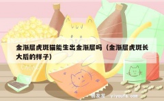 金渐层虎斑猫能生出金渐层吗（金渐层虎斑长大后的样子）