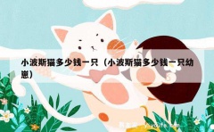 小波斯猫多少钱一只（小波斯猫多少钱一只幼崽）