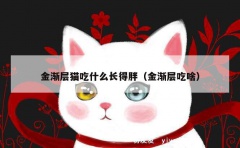 金渐层猫吃什么长得胖（金渐层吃啥）