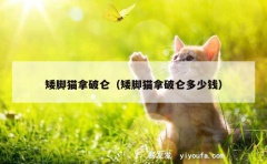 矮脚猫拿破仑（矮脚猫拿破仑多少钱）