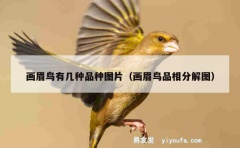 画眉鸟有几种品种图片（画眉鸟品相分解图）