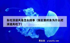 鱼吃清道夫是怎么回事（鱼缸里的鱼为什么把清道夫吃了）